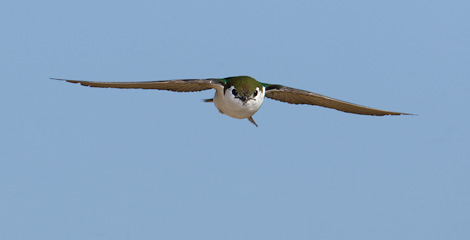 Violet-green Swallow (Tachycineta thalassina) photo image