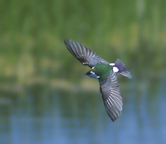 Violet-green Swallow (Tachycineta thalassina) photo image