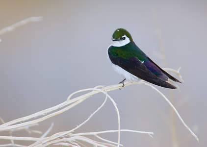Violet-green Swallow (Tachycineta thalassina) photo image