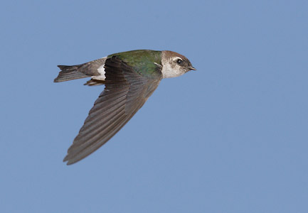 Violet-green Swallow (Tachycineta thalassina) photo image
