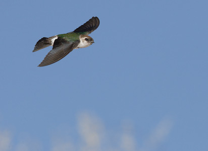 Violet-green Swallow (Tachycineta thalassina) photo image