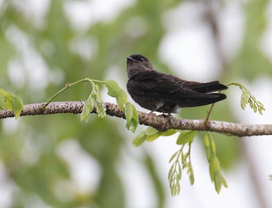 White-thighed Swallow (Neochelidon tibialis) photo image