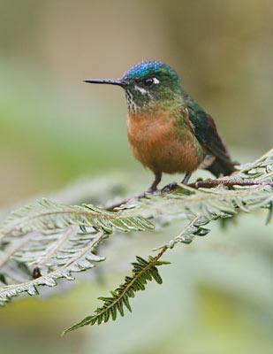 Long-tailed Sylph (Aglaiocercus kingii) photo image