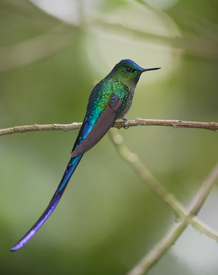 Long-tailed Sylph (Aglaiocercus kingii) photo image