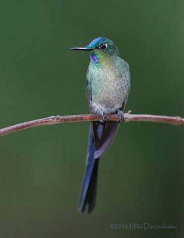 Long-tailed Sylph (Aglaiocercus kingii) photo