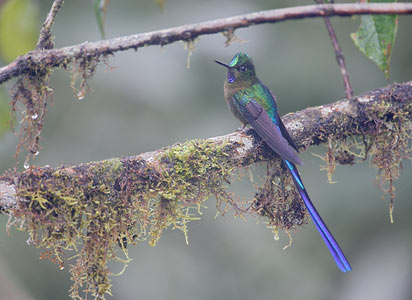 Violet-tailed Sylph (Aglaiocercus coelestis) photo image