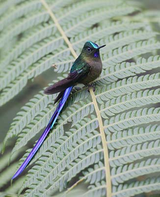 Violet-tailed Sylph (Aglaiocercus coelestis) photo image