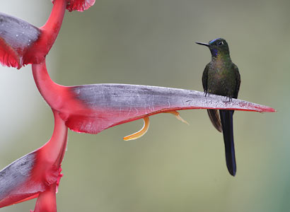 Violet-tailed Sylph (Aglaiocercus coelestis) photo image