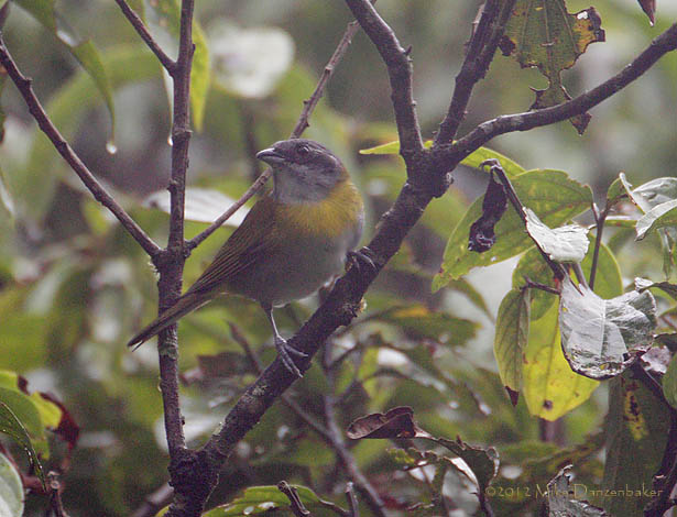Ashy-throated Bush-Tanager (Chlorospingus canigularis) photo