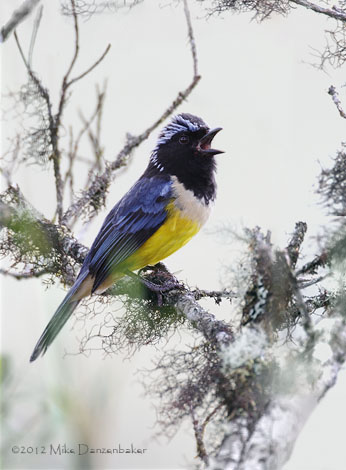 Buff-breasted Mountain Tanager (Dubusia taeniata) photo