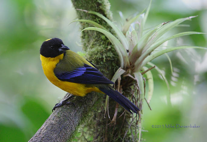 Black-chinned Mountain Tanager (Anisognathus notabilis) photo image