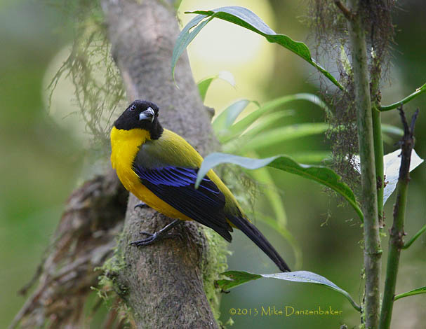 Black-chinned Mountain Tanager (Anisognathus notabilis) photo image