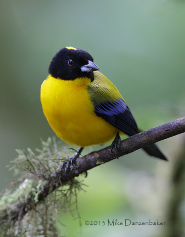 Black-chinned Mountain Tanager (Anisognathus notabilis) photo image