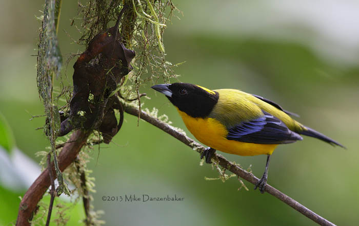 Black-chinned Mountain Tanager (Anisognathus notabilis) photo image