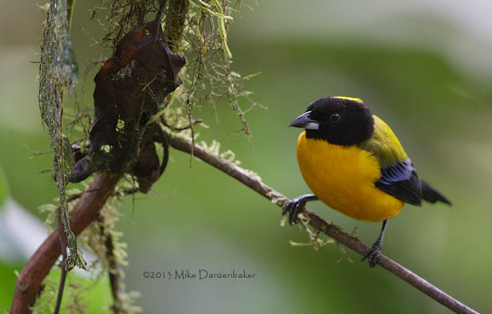 Black-chinned Mountain Tanager (Anisognathus notabilis) photo image