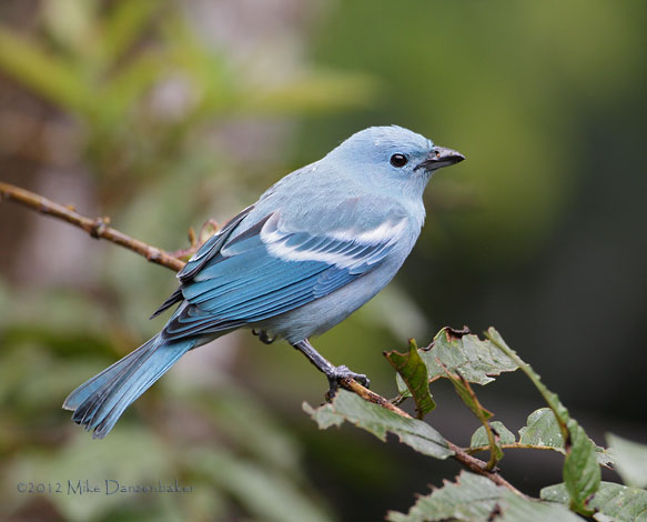 Blue-gray Tanager (Thraupis episcopus) photo image