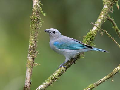 Blue-gray Tanager (Thraupis episcopus) photo image