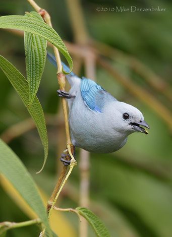 Blue-gray Tanager (Thraupis episcopus) photo