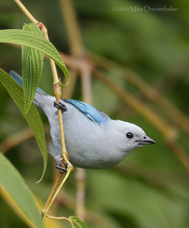 Blue-gray Tanager (Thraupis episcopus) photo image
