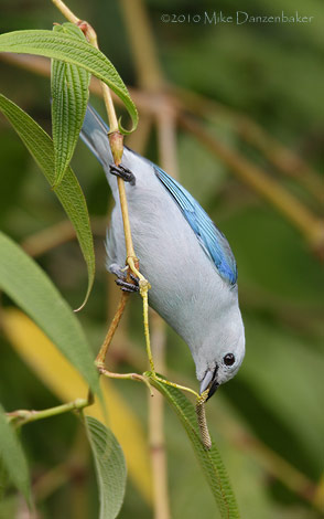 Blue-gray Tanager (Thraupis episcopus) photo image