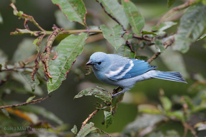 Blue-gray Tanager (Thraupis episcopus) photo image