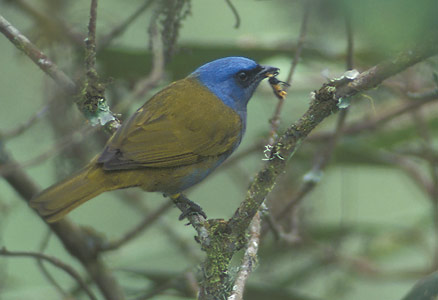 Blue-capped Tanager (Thraupis cyanocephala) photo image