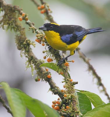 Blue-winged Mountain Tanager (Anisognathus somptuosus) photo image