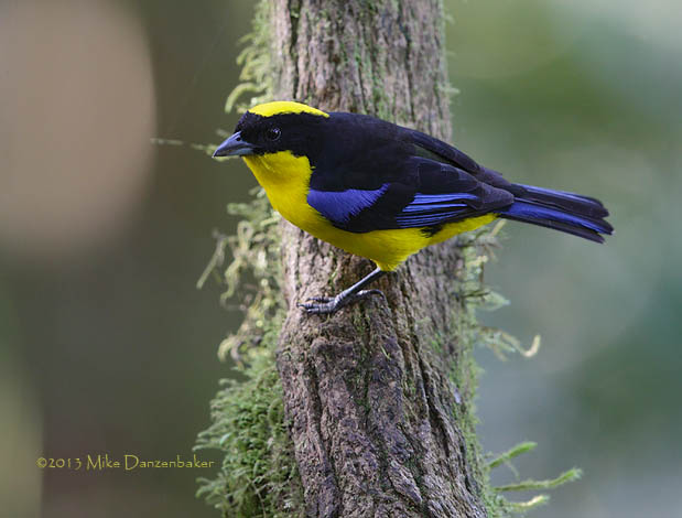 Blue-winged Mountain Tanager (Anisognathus somptuosus) photo image
