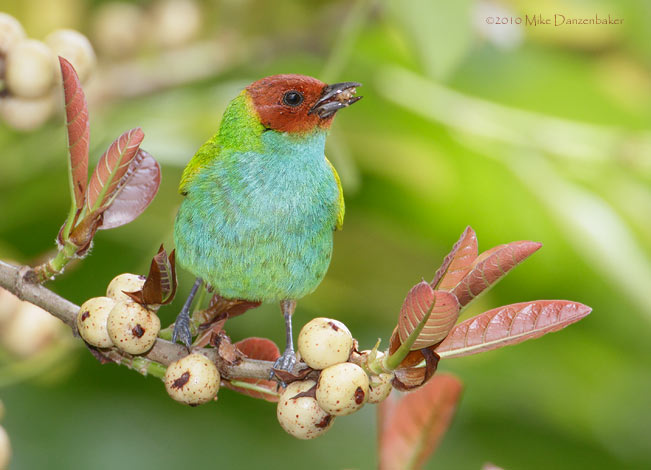 Bay-headed Tanager (Tangara gyrola) photo