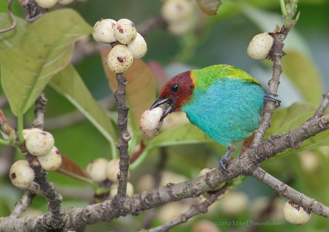 Bay-headed Tanager (Tangara gyrola) photo image