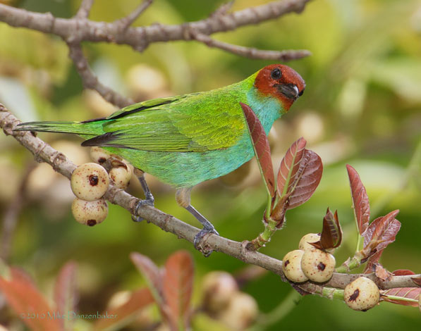 Bay-headed Tanager (Tangara gyrola) photo