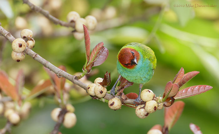 Bay-headed Tanager (Tangara gyrola) photo image