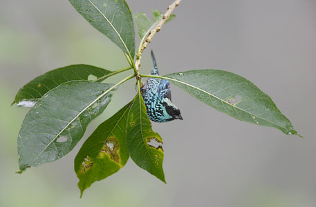 Beryl-spangled Tanager (Tangara nigroviridis) photo image