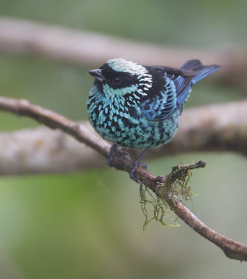 Beryl-spangled Tanager (Tangara nigroviridis) photo image