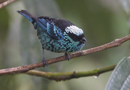 Beryl-spangled Tanager (Tangara nigroviridis) photo image
