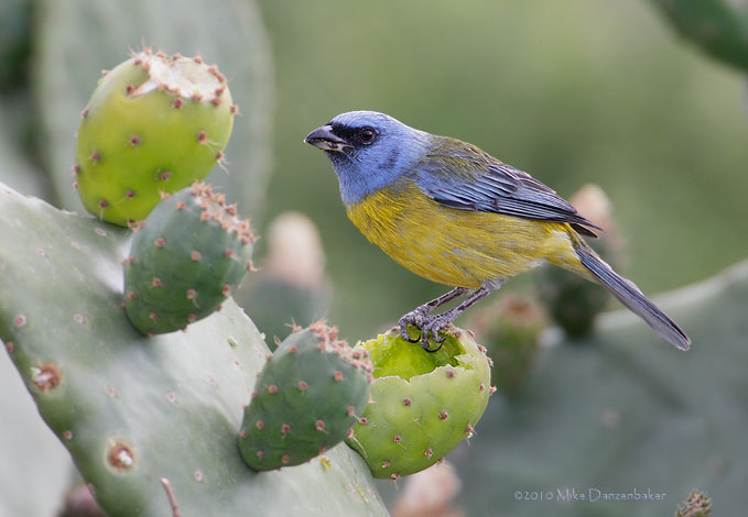 Blue-and-yellow Tanager (Thraupis bonariensis) photo image