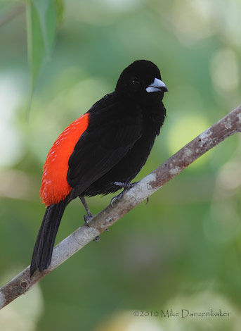 Cherrie's Tanager (Ramphocelus costaricensis) photo
