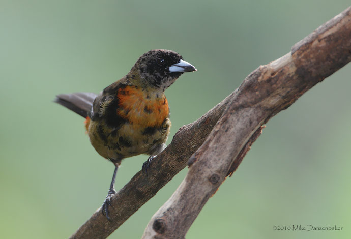 Cherrie's Tanager (Ramphocelus costaricensis) photo