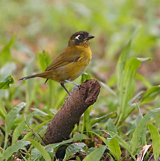 Common Bush-Tanager (Chlorospingus ophthalmicus) photo image