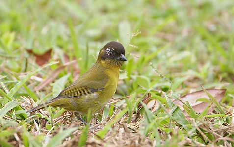 Common Bush-Tanager (Chlorospingus ophthalmicus) photo image