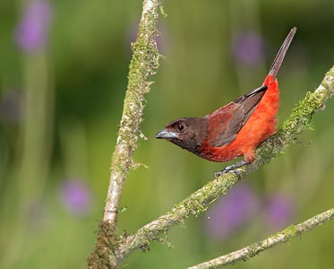 Crimson-backed Tanager (Ramphocelus dimidiatus) photo image