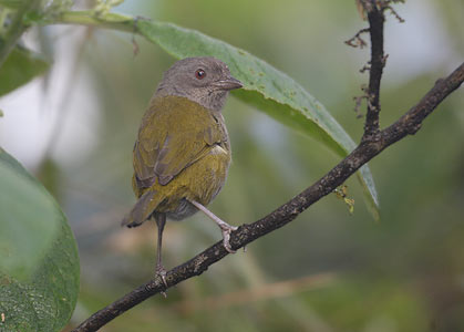 Dusky Bush-Tanager (Chlorospingus semifuscus) photo image