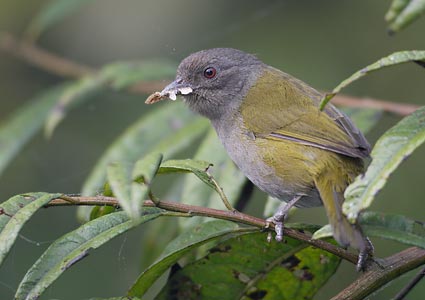 Dusky Bush-Tanager (Chlorospingus semifuscus) photo image