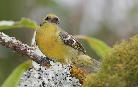 Flame-colored Tanager (Piranga bidentata) photo image