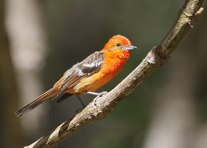 Flame-colored Tanager (Piranga bidentata) photo image