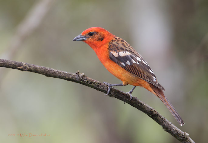 Flame-colored Tanager (Piranga bidentata) photo image