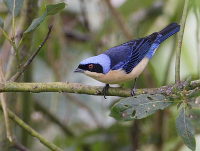 Fawn-breasted Tanager (Pipraeidea melanonota) photo image