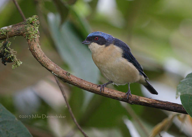 Fawn-breasted Tanager (Pipraeidea melanonota) photo
