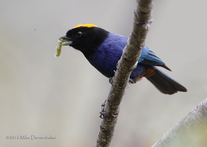Golden-crowned Tanager (Iridosornis rufivertex) photo image