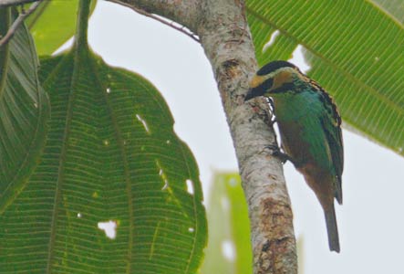Golden-eared Tanager (Tangara chrysotis) photo image